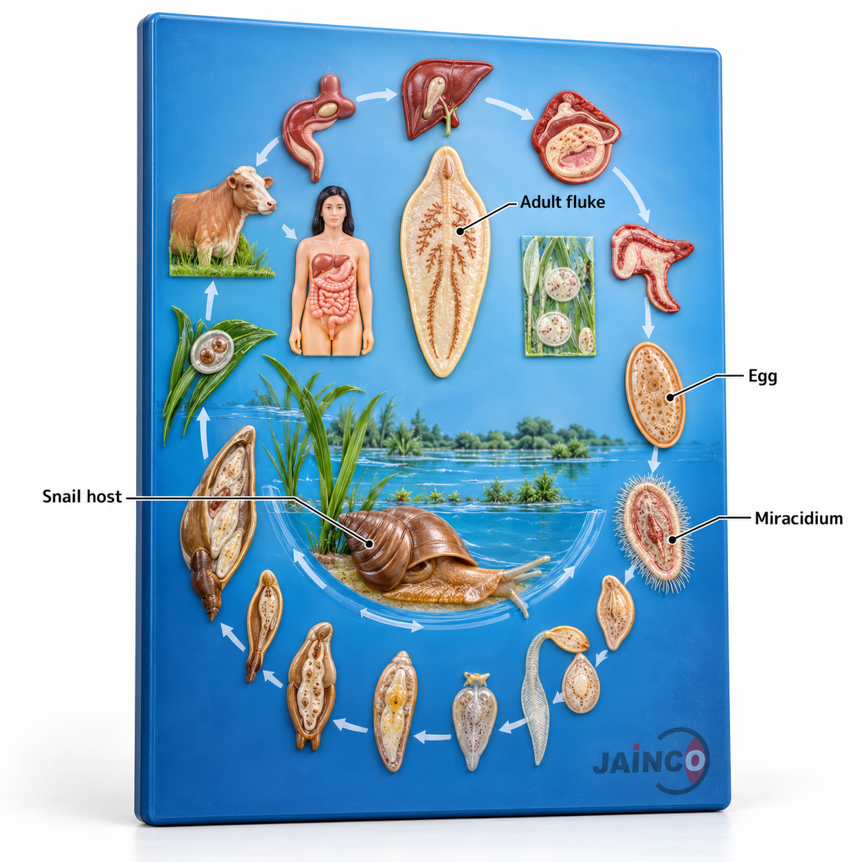 Life Cycle of Fasciola Hepatica Model
